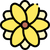 Calendula