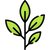 Eucalyptus